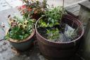 half-barrel-water-garden.JPG